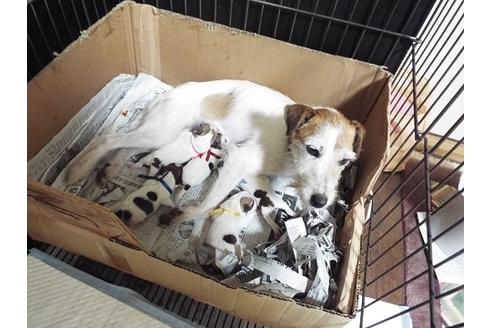 成約済の兵庫県のジャックラッセルテリア-39506の3枚目