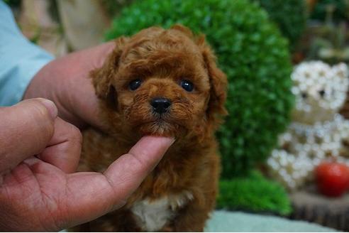 成約済の京都府のトイプードル-41210の3枚目