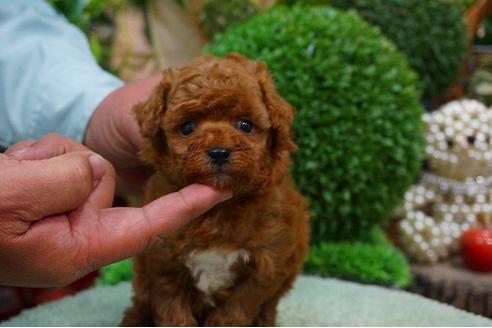 成約済の京都府のトイプードル-41210の1枚目