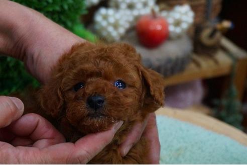 成約済の京都府のトイプードル-41214の3枚目