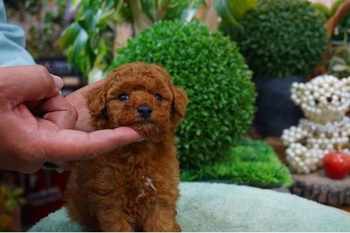 成約済の京都府のトイプードル-41214の2枚目