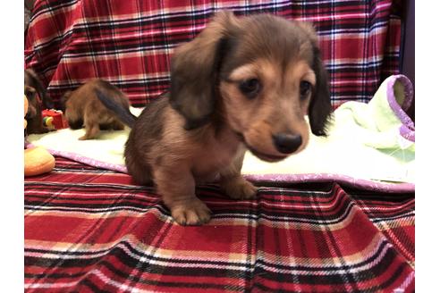 成約済の愛知県のカニンヘンダックスフンド(ロングヘアード)-39316の5枚目