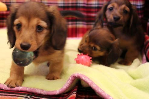 成約済の愛知県のカニンヘンダックスフンド(ロングヘアード)-39316の4枚目