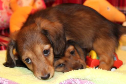 成約済の愛知県のカニンヘンダックスフンド(ロングヘアード)-39316の3枚目