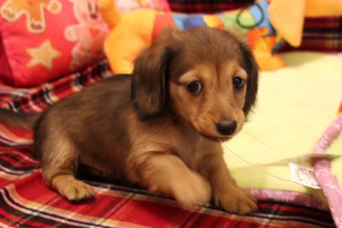 成約済の愛知県のカニンヘンダックスフンド(ロングヘアード)-39316の2枚目