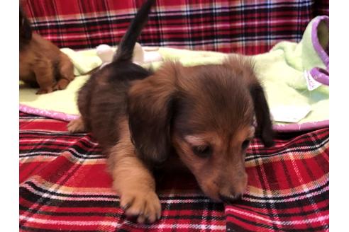成約済の愛知県のカニンヘンダックスフンド(ロングヘアード)-39316の1枚目