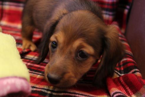 成約済の愛知県のカニンヘンダックスフンド(ロングヘアード)-39319の2枚目