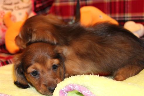 成約済の愛知県のカニンヘンダックスフンド(ロングヘアード)-39319の1枚目