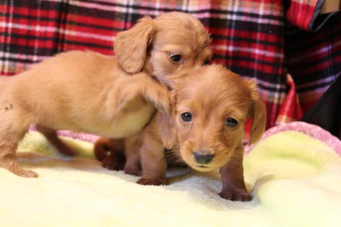 成約済の愛知県のカニンヘンダックスフンド-39622の5枚目