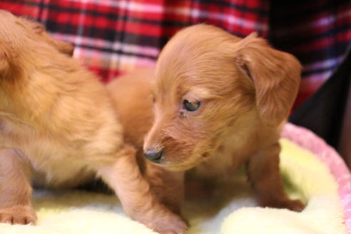 成約済の愛知県のカニンヘンダックスフンド-39622の4枚目