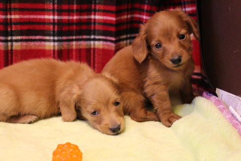 成約済の愛知県のカニンヘンダックスフンド-39622の3枚目