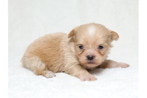 成約済の栃木県のミックス犬-41219の1枚目