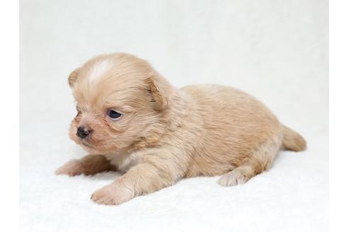 成約済の栃木県のミックス犬-41219の2枚目