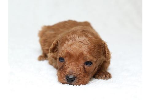 成約済の栃木県のミックス犬-41220の1枚目