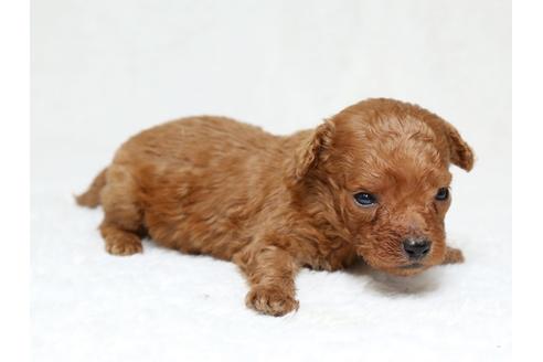 成約済の栃木県のミックス犬-41220の2枚目