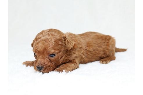 成約済の栃木県のミックス犬-41220の3枚目
