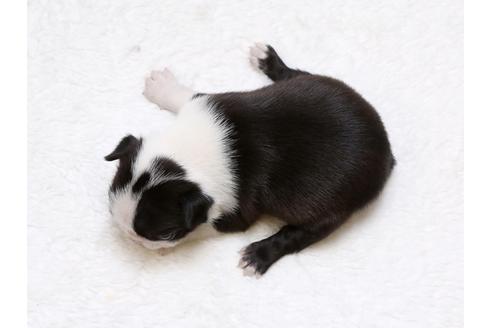 成約済の栃木県のボストンテリア-41225の3枚目