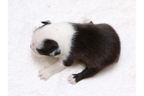 成約済の栃木県のボストンテリア-41226の1枚目