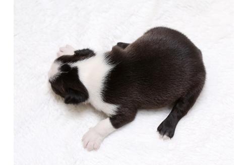 成約済の栃木県のボストンテリア-41227の2枚目