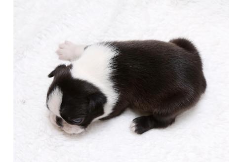 成約済の栃木県のボストンテリア-41228の1枚目