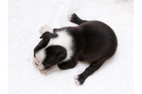 成約済の栃木県のボストンテリア-41229の4枚目