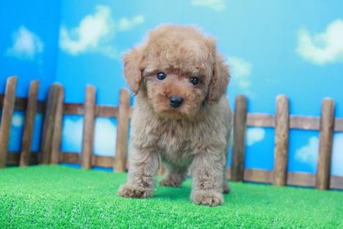 成約済の滋賀県のトイプードル-41261の2枚目