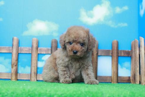 成約済の滋賀県のトイプードル-41261の1枚目