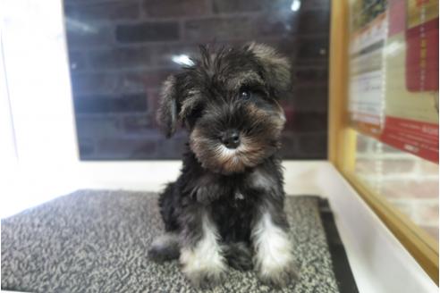 成約済の大阪府のミニチュアシュナウザー-41266の3枚目