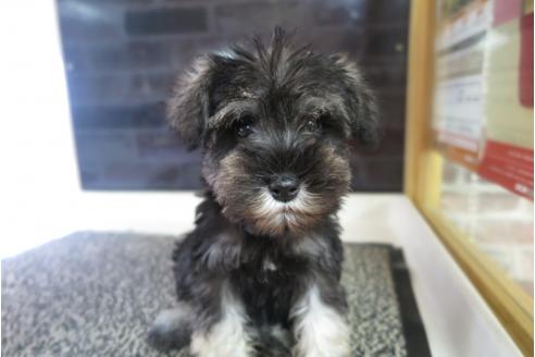 成約済の大阪府のミニチュアシュナウザー-41266の4枚目