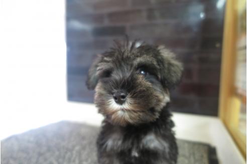 成約済の大阪府のミニチュアシュナウザー-41266の1枚目