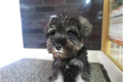 成約済の大阪府のミニチュアシュナウザー-41266の2枚目