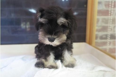 成約済の大阪府のミニチュアシュナウザー-41267の4枚目