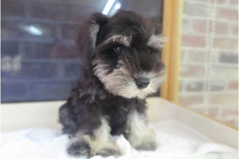 成約済の大阪府のミニチュアシュナウザー-41267の1枚目