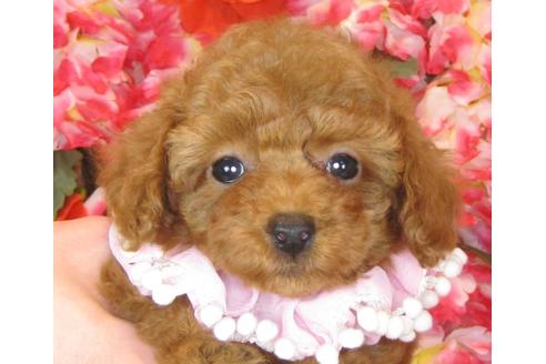 成約済の茨城県のトイプードル-41269の3枚目