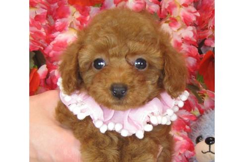 成約済の茨城県のトイプードル-41269の4枚目