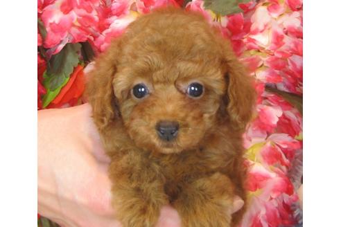 成約済の茨城県のトイプードル-41269の5枚目