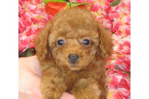 成約済の茨城県のトイプードル-41269の1枚目