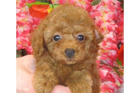 成約済の茨城県のトイプードル-41269の2枚目