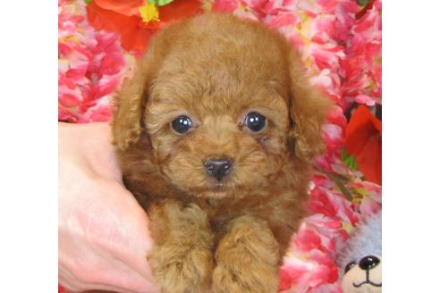 成約済の茨城県のトイプードル-41270の4枚目