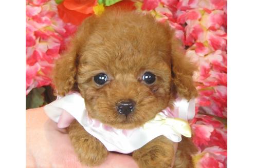 成約済の茨城県のトイプードル-41270の5枚目