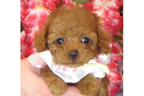 成約済の茨城県のトイプードル-41270の1枚目