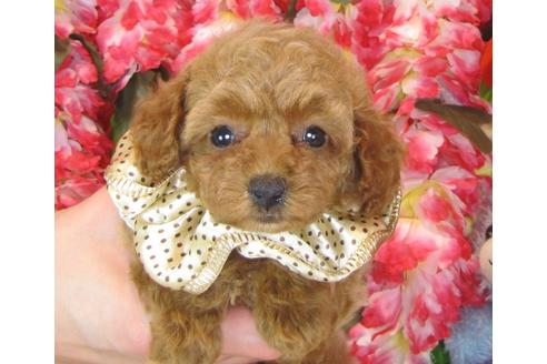 成約済の茨城県のトイプードル-41271の4枚目