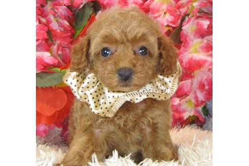 成約済の茨城県のトイプードル-41271の5枚目