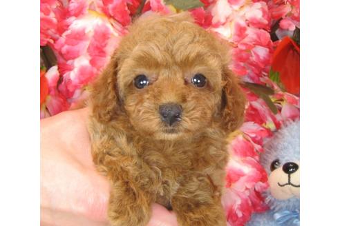 成約済の茨城県のトイプードル-41271の2枚目