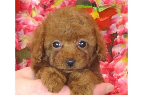 成約済の茨城県のトイプードル-41272の5枚目