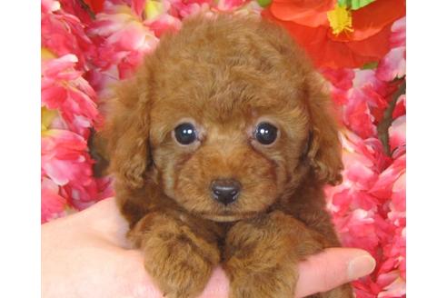 成約済の茨城県のトイプードル-41272の4枚目