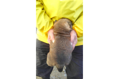 成約済の山梨県の柴犬-41307の2枚目