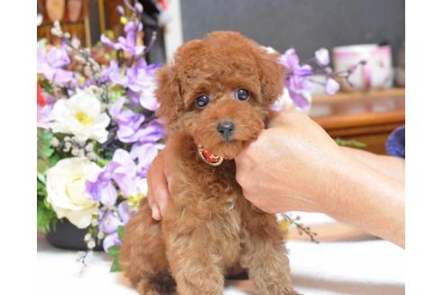 成約済の埼玉県のトイプードル-36212の4枚目