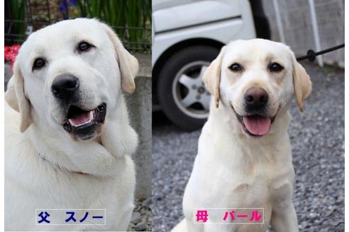 成約済の茨城県のラブラドールレトリーバー-38563の1枚目