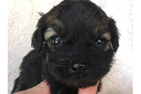 成約済の茨城県のミックス犬-41352の3枚目
